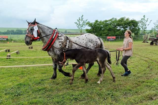 Kiara Tóthová - kobyla Norik muránsky Líza